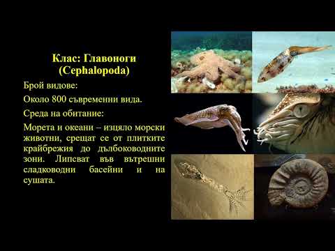 Видео: ТЕМА №47 - ДВИЖЕНИЕ НА ВЕЩЕСТВАТА ПРИ БЕЗГРЪБНАЧНИТЕ ЖИВОТНИ