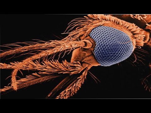 Видео: Странные курорты Ольденбурга