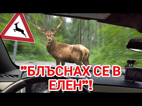 Видео: Стадо Глигани излизат на пътя Варна - Златни пясъци! 