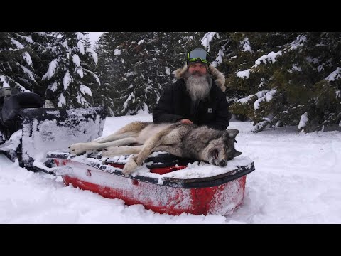 Видео: Волк в мочевом пузыре, смена поста. #горцы #волки #historychannel #волк