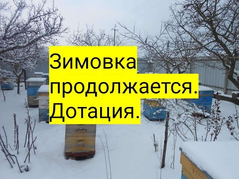 Видео: Зимовка продолжается  Дотация