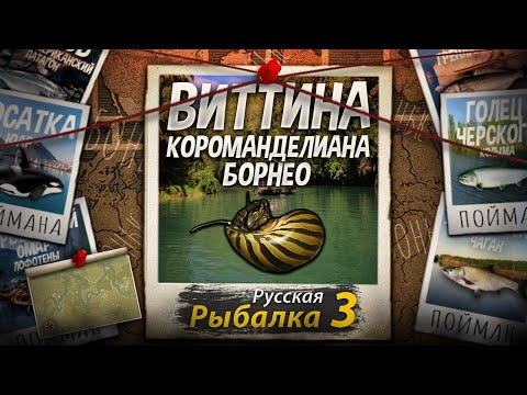 Видео: "Мутант" Виттина короманделиана. Борнео. Русская Рыбалка 3.