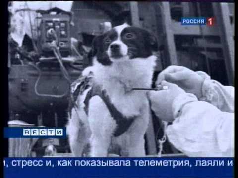 Видео: Белка и Стрелка покорили Космос
