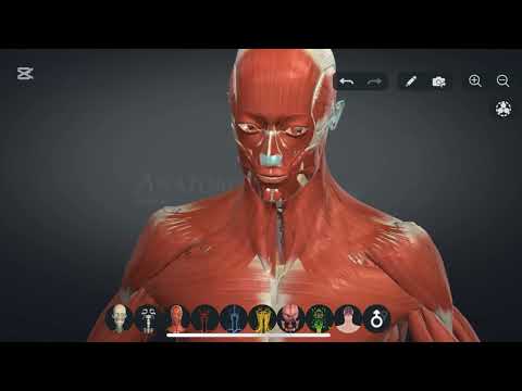 Видео: Бұлшықеттер туралы ілім