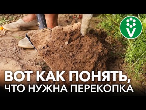 Видео: КОМУ НУЖНО ОБЯЗАТЕЛЬНО КОПАТЬ ОГОРОД, А КОМУ МОЖНО ОБОЙТИСЬ И БЕЗ ПЕРЕКОПКИ? Мнение биолога