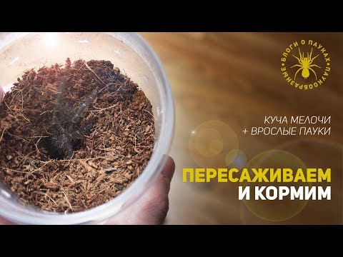 Видео: кормим и пересаживаем