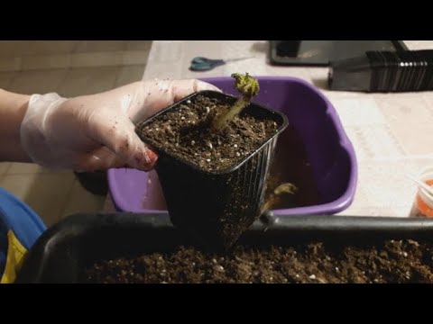 Видео: Клубника "Фриго" -  как сохранить её  до высадки в открытый грунт