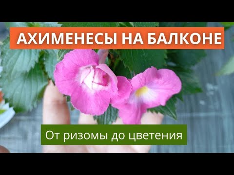 Видео: 🌸 Выращиваю ахименесы на балконе! 🌸 Опыт от новичка: от ризомы до цветения!