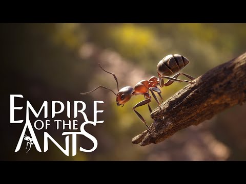 Видео: Empire of the Ants. Часть 1. Империя муравьев.