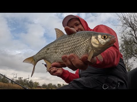 Видео: Крупная плотва на фидер. Отличная осенняя рыбалка