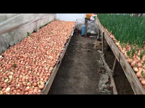 Видео: 4/20Лук на перо. Как устроены стеллажи. Dow on feather - green gold.