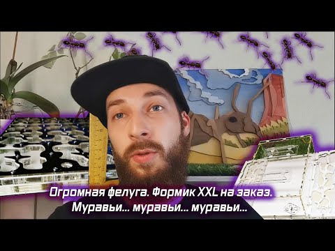 Видео: Панно / Вагусы / Моя первая пойманная матка / Самый дорогой формик / Муравьи подросли / Новости №3