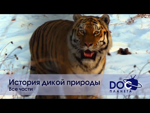 Видео: История дикой природы. Все части - Документальный фильм - Сборник