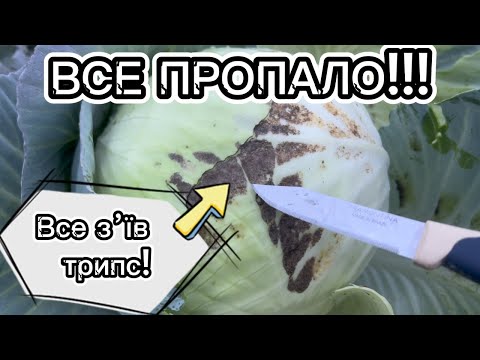 Видео: ТРИПС на капусті! Мікро-шкідник, який зможе зіпсувати урожай повністю! Thysanoptera