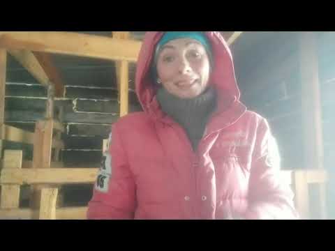 Видео: Коза родила.Такого ни когда не было.Что делать с козой после окота.