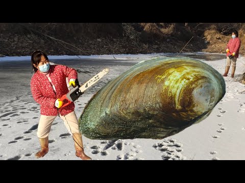 Видео: Жемчужные устрицы на леднике: открываем жемчуг цепной пилой.