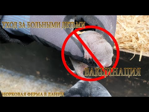 Видео: Уход за больными детьми,даем лекарство • Норковая ферма в Дании• сезон детей