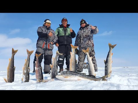 Видео: РЫБАЛКА В КАЗАЧЬЕ!!! ЯКУТИЯ УСТЬ -ЯНСКИЙ РАЙОН