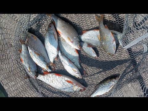 Видео: Дачная рыбалка на Сенеже. 31.08.24.