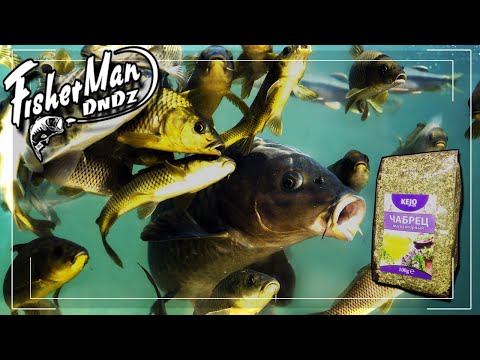 Видео: РЕАКЦИЯ РЫБЫ НА ЧАБРЕЦ, СУПЕР ПРИКОРМКА. Подводная съемка.