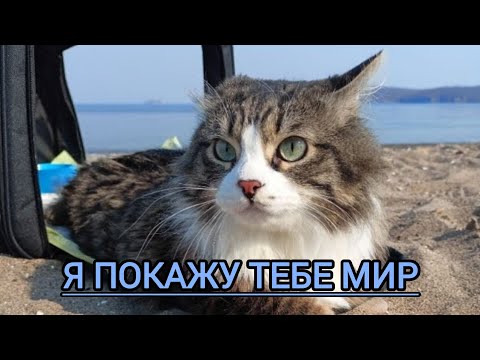 Видео: Я покажу тебе мир 🐱 #travel