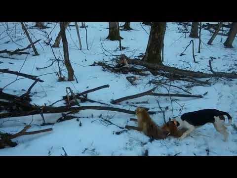 Видео: Охота с гончей на лисицу. Выжлец гонял лису на зрячку в десяти метрах.