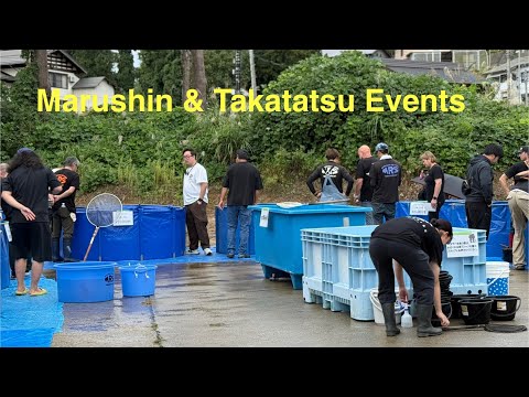 Видео: Осенний урожай 2025 в Японии, день 2 — мероприятие Marushin Tamasaba и Takatatsu