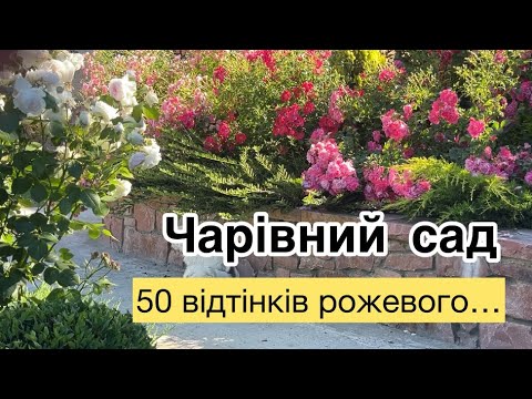 Видео: Найрясніші і найвитриваліші  сорти троянди.