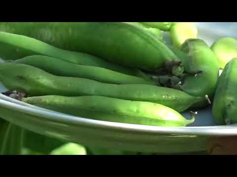 Видео: Дачная азбука - БОБЫ