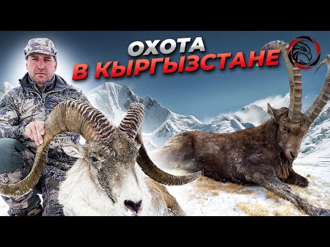 Видео: Трофейная охота в Кыргызстане. Аргали Хьюма и Среднеазиатский козерог. #трофейнаяохота