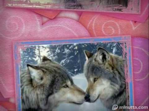 Видео: Любовь волка и волчицы