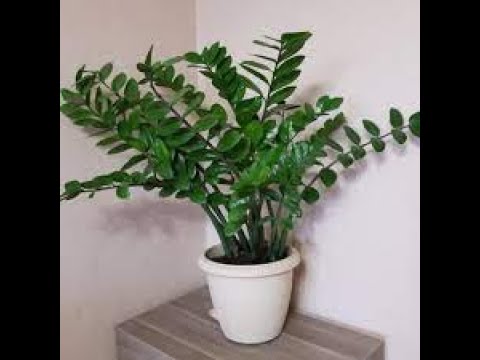 Видео: Заміокулькас - догляд, прекмети, як і коли пересадити доларове дерево