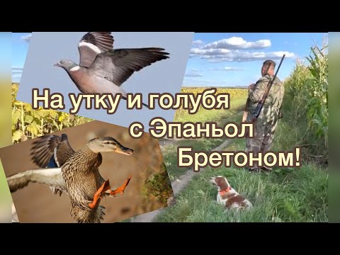 Видео: На утку и голубя с Эпаньол Бретоном!