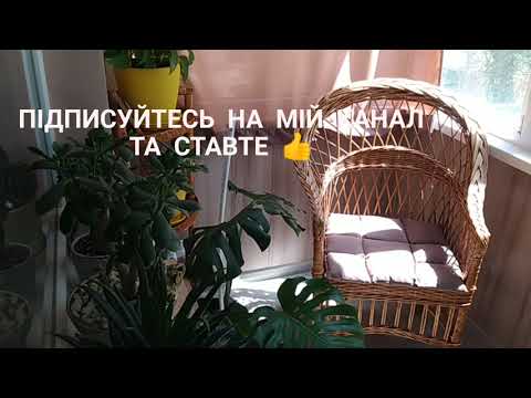 Видео: Огляд квітів на південному балконі