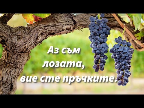 Видео: Аз съм лозата, вие сте пръчките. - Йоан 15:1-8| Иван Стоицев