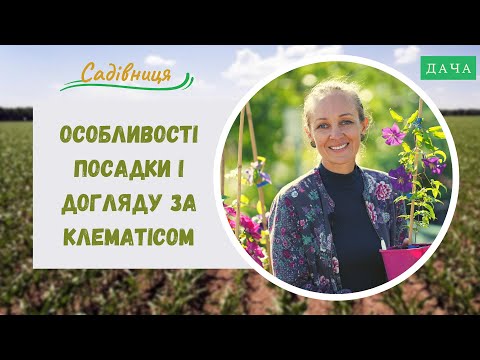 Видео: Особливості Посадки і Догляду за Клематісом. Сорти Клематіса. Як Правильно Вибрати Саджанець?