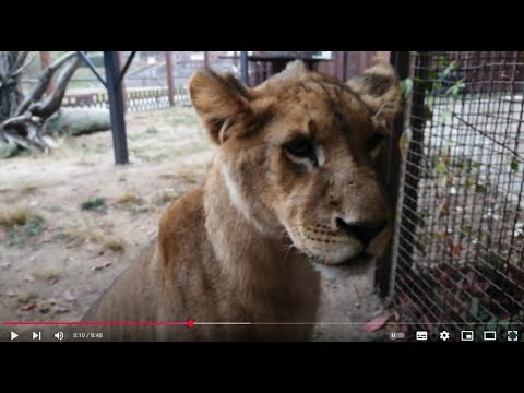 Видео: Как рос и менялся лев Шерхан. Из Принца в Короля.