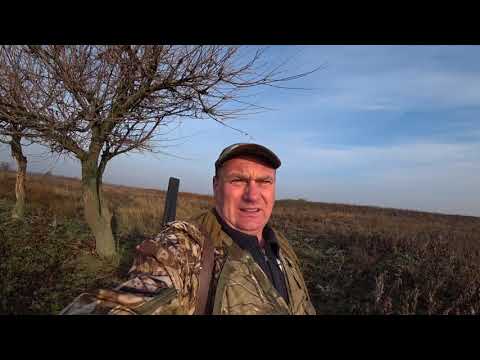 Видео: Охота на зайца - русака. Взял зайца!!! ТОЗ 66 "курковка"