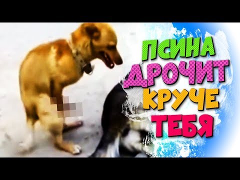 Видео: Ржаковорот #⬛