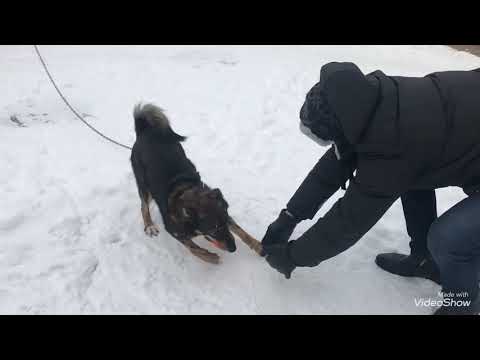 Видео: Vlog 18/ покупки в Фикс Прайс и Алиэкспресс/ новогодний альбом и большая папка для документов