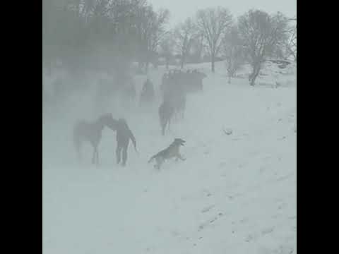 Видео: Кызыл дыйкан Айылы келин той 4 улак бир базып келишти