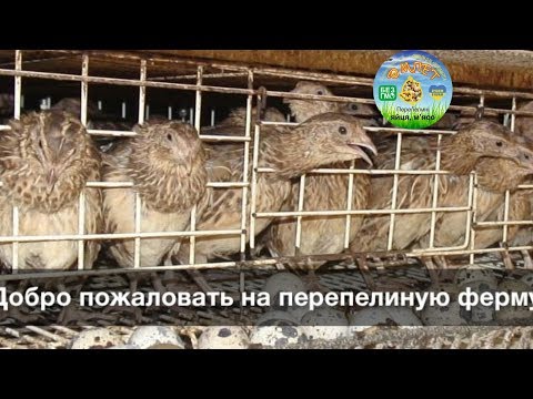Видео: КОНКУРЕНЦИЯ МЕЖДУ ПЕРЕПЕЛОВОДАМИ