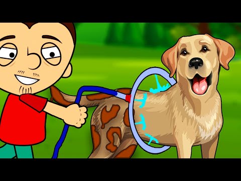 Видео: Топ изобретений для домашних животных