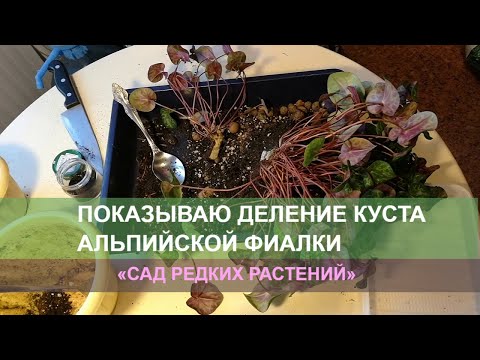 Видео: Размножение альпийской фиалки 1. Деление сложного куста