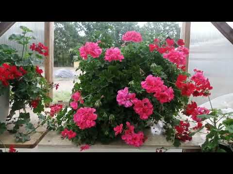 Видео: Красота уходящаяя в зиму.