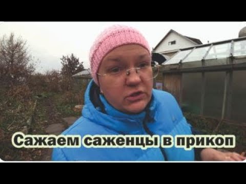 Видео: Сажаем саженцы в прикоп, чтобы сохранить до весны