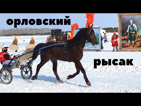 Видео: САМЫЕ РЕЗВЫЕ ЛОШАДИ СИБИРСКОЙ МАСЛЕНИЦЫ!!!