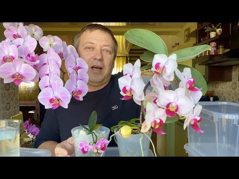 Видео: БУКЕТООБРАЗНЫЕ цветоносы орхидей неужели ОТ ЭТОГО ГРИБКА?