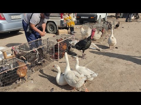 Видео: 9 ноября 2025 г. ТУРТКУЛЬ ТОВУК БОЗОР НАРХЛАРИ