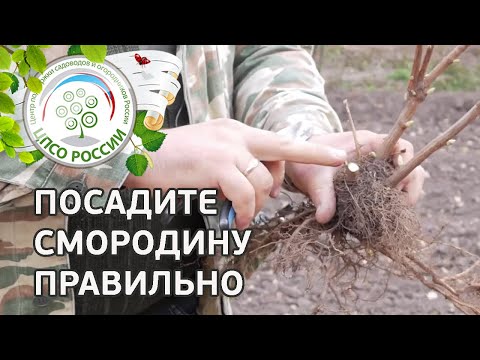 Видео: Посадите смородину правильно. Как посадить смородину.